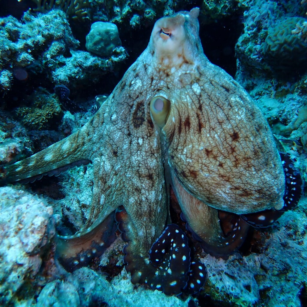 Octopus