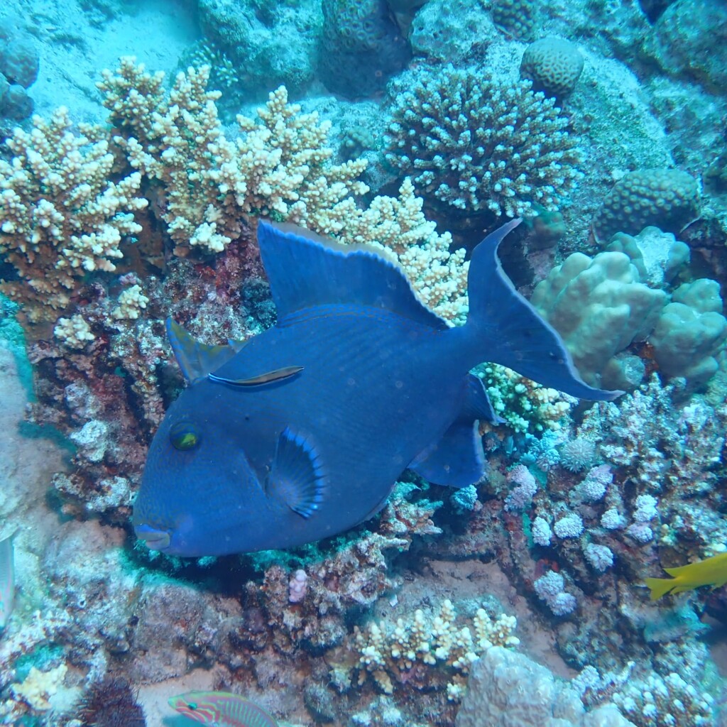Trigger Fish